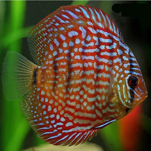 S.discus   Discus red turquoise 6-7 cm